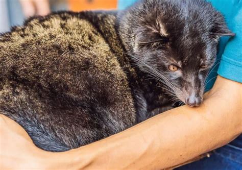 Cat Poop Coffee: A New Type of Coffee with Unexpected Flavors? - Helena ...