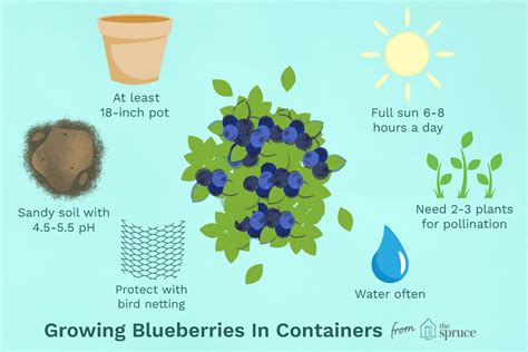 Tips For Growing Blueberries In Containers Gardener S Path 48 OFF