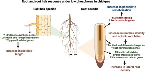 Root Hairs Diagram