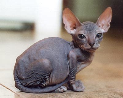 Silly Cat Pictures: hairless cats