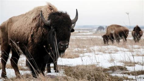 Listen: 40 plains bison moved to Key First Nation lands | CJVR Today's ...