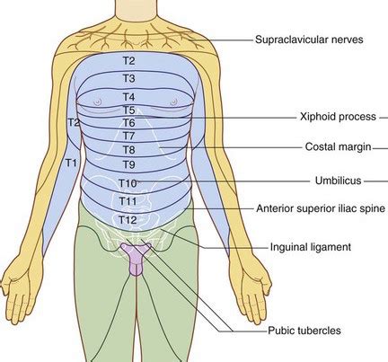 Sensory Dermatomes Of The Body - Stepwards | Bicep muscle, Cervical ...