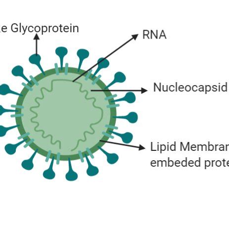 Structure of Corona-Virus | Download Scientific Diagram