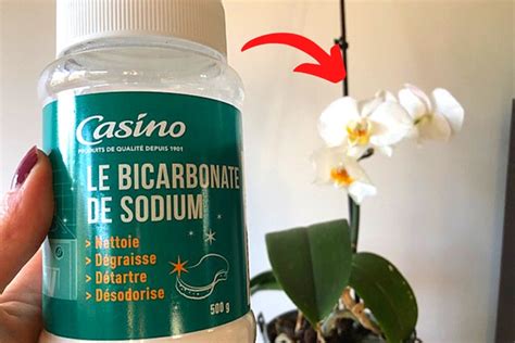 Pourquoi Mettre Du Bicarbonate De Soude Dans Les Orchid Es