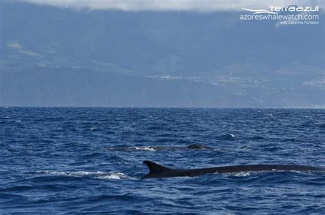 Spring Summer And Resident Species Azores Whale Watching Terra Azul™