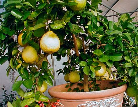 Комнатный лимон советы за уходом в домашних условиях | Growbox