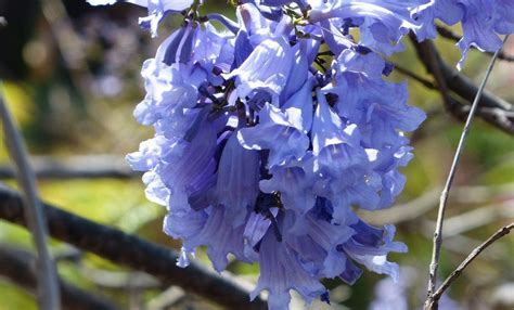 5 Propiedades Curativas De La Jacaranda Según La Unam