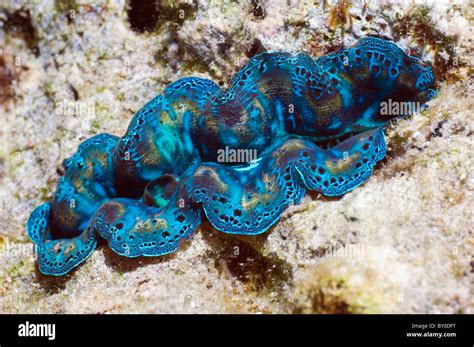 Crocus Giant Clam Tridacna Crocea Komodo National Park Indonesia