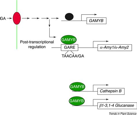 Gibberellin And Abscisic Acid Signalling In Aleurone Trends In Plant