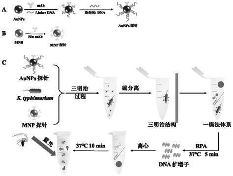 一种基于bca Rpa和crispr Cas12a系统检测鼠伤寒沙门氏菌的方法