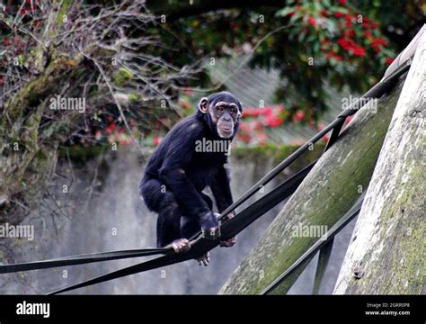 Monkey On Rope Stock Photo - Alamy