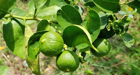 Kaffir Lime Tree Plant Care Guide | Plantly