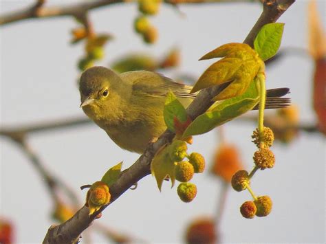 Orange Crowned Warbler Madrona Marsh 1337 Pekabo Flickr