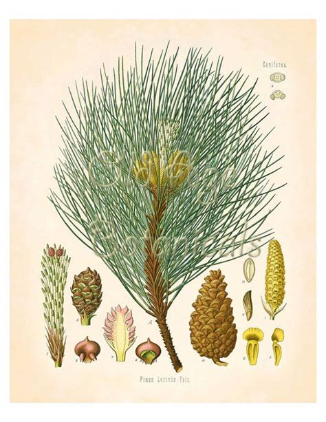 Kohler Botanical Print X Vintage Art Corsican Pine Tree Large Shoots