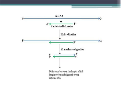 S1 Nuclease Mapping Ppt