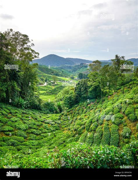 Tea plantation at Cameron Highlands Stock Photo - Alamy