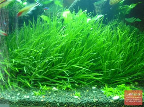 Бликса японская (Blyxa japonica) — описание, выращивание, фото | на ...