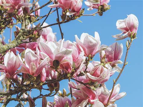 Free download | HD wallpaper: magnolia, blossom, bloom, spring, nature ...