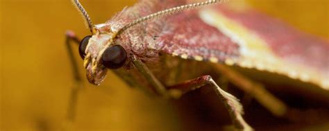 ¿qué Es La Polilla De Madera Y Cómo Eliminarla