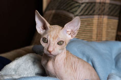 11 Hairless Cat Breeds - Meet Extraordinary Kitties