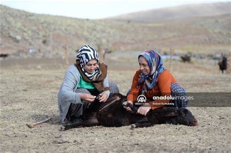 Islah Projesi Bing Ll Koyun Yeti Tiricisi Kad Nlar N Verimli Retim