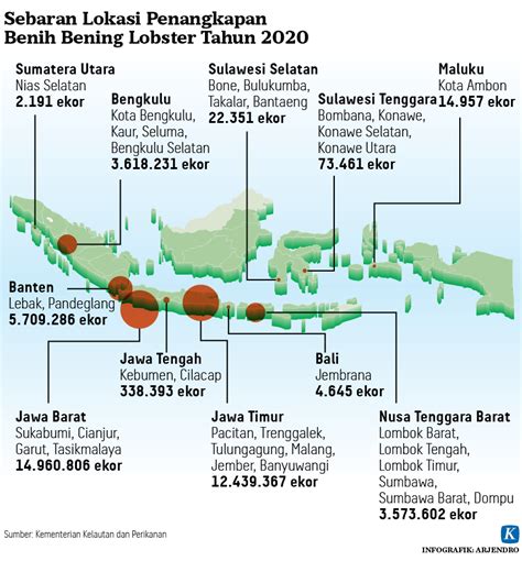 Ekspor Benih Lobster Segera Dibuka Kompas Id