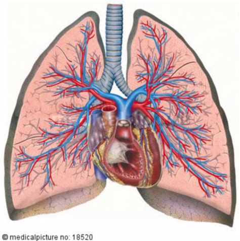 Heart Lung Blood Circulation Doccheck