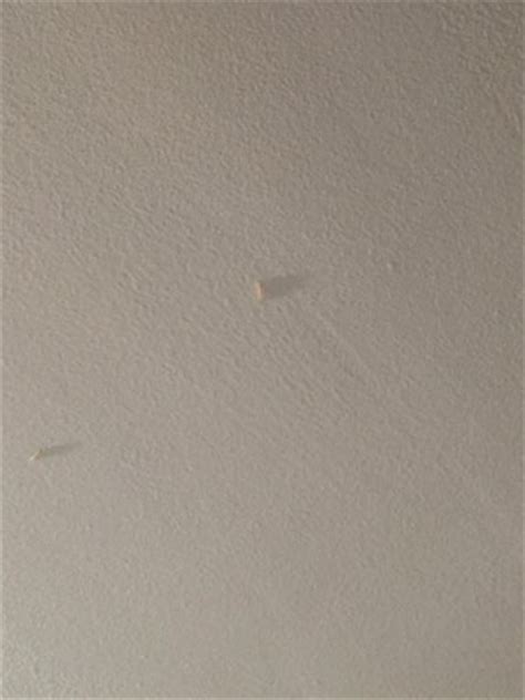 Critters on Ceiling Are Likely Pantry Moth Larvae - All About Worms