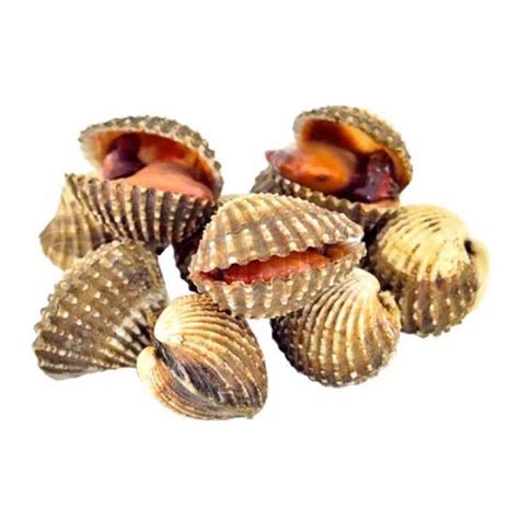 Jual Kerang Darah Hidup 500gr 1kg Kerang Dara AEESHASTORE Shopee