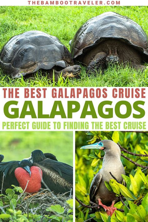 Anahi Galapagos Review Of Eastern Islands A2 Cruise The Bamboo Traveler