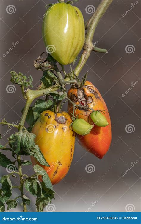 Tomatoes Ripening In A Garden In Late Summer Stock Image Image Of