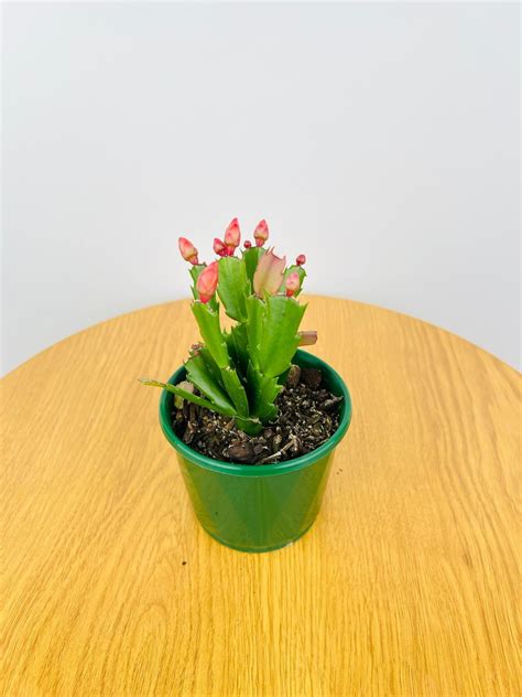 Zygocactus Sunset Dancer Uprooted Buy Plants Online Australia