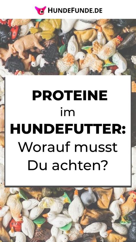 Proteine Im Hundefutter Wissen Was Drin Ist Hunde Futter