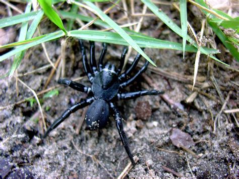 Some Type Of Tarantula In Arkansas Spider Tarantula Arka Flickr