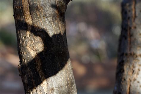 Banco De Imagens árvore Natureza Floresta Ramo Plantar Madeira