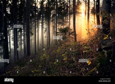 Rayos naturales dorados fotografías e imágenes de alta resolución Alamy