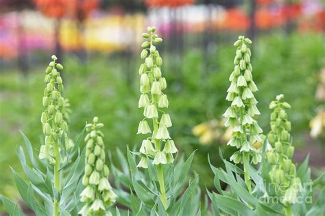 Fritillaria Persica Ivory Bells Flower Photograph By Tim Gainey Pixels