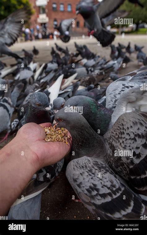 Pigeon Feeding Pigeon Stock Photo Alamy