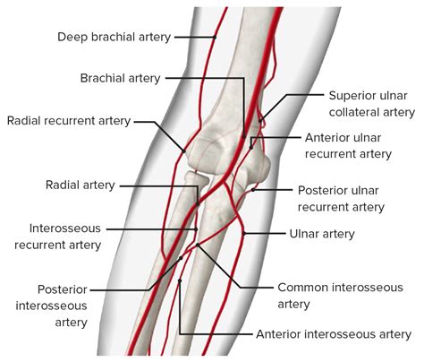 Ellenbogengelenk Anatomie Funktion Bänder Lecturio