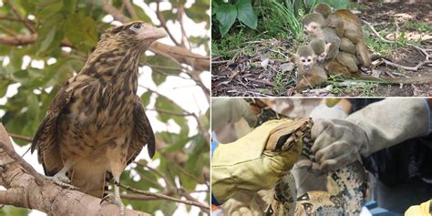 64 animales silvestres fueron liberados en la Reserva Yurumí en el