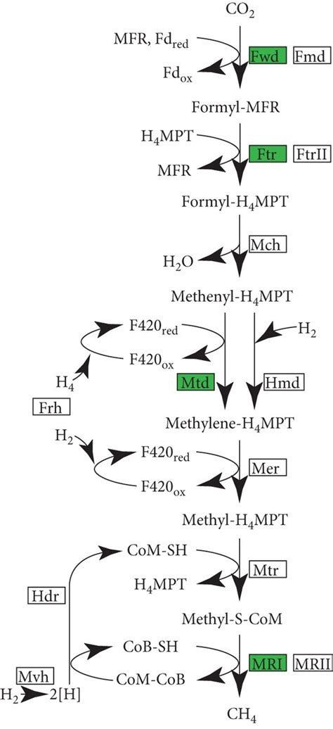 The Methanogenesis Pathway And Gene Expression Patterns Of Download Scientific Diagram