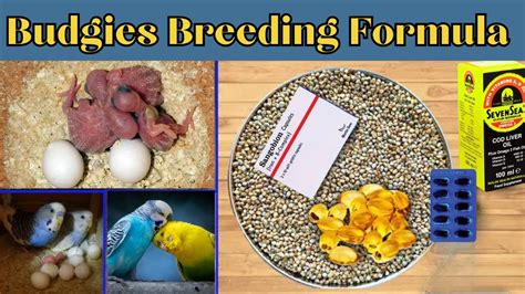 Best Breeding Formula For Birds Budgies Breeding Formula Breeding