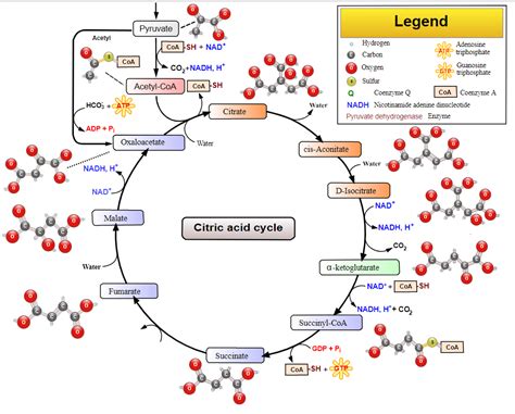 Citric Acid Cycle, TCA Cycle ENZYMES Diagram | Quizlet