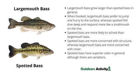 Difference Between Spotted Bass And Largemouth