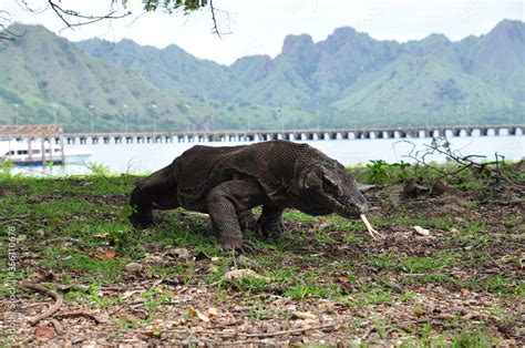 The komodo dragon and habitat in Komodo national park, Indonesia. Stock ...