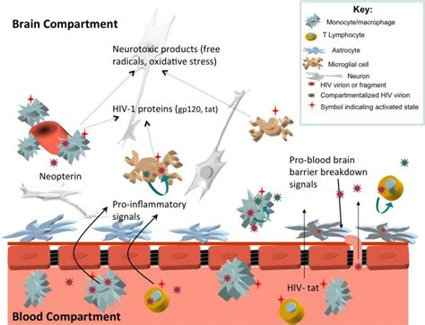 Neuropathogenesis Of Hiv From Initial Neuroinvasion To Hiv Associated