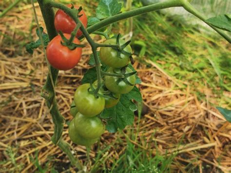 Oprysk z drożdży na pomidory Love Natura kochamy to co naturalne