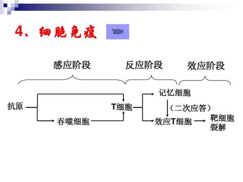 人体免疫调节word文档在线阅读与下载无忧文档