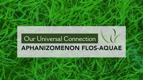 Our Universal Connection Aphanizomenon Flos Aquae Youtube