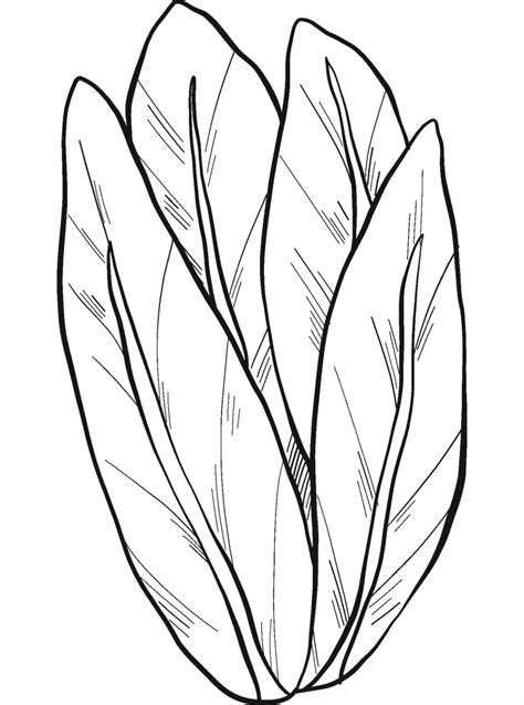 Lettuce Coloring Page ColouringPages